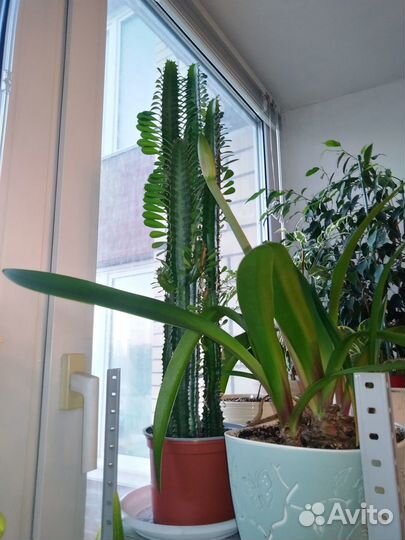 Крассула Замиокулькас Сансевиерия Драцена