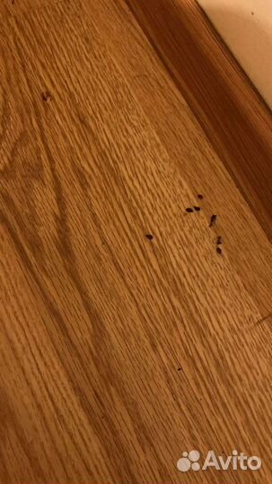 Обработка квартир домов и участков