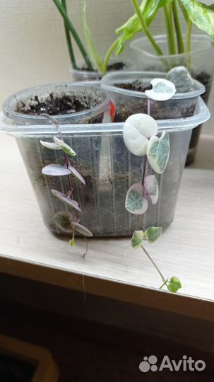 Комнатные растения