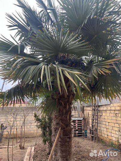 Семена пальмы Форчуна Трахикарпус