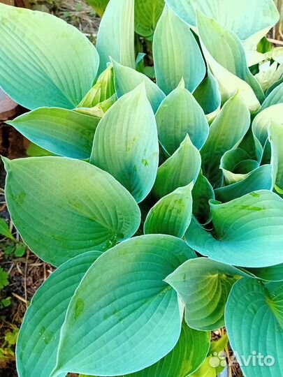 Хоста растение