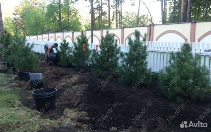 Саженцы кедра от производителя экстра класс