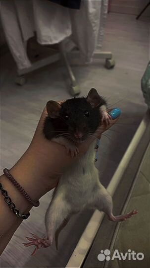 Крыса с клеткой