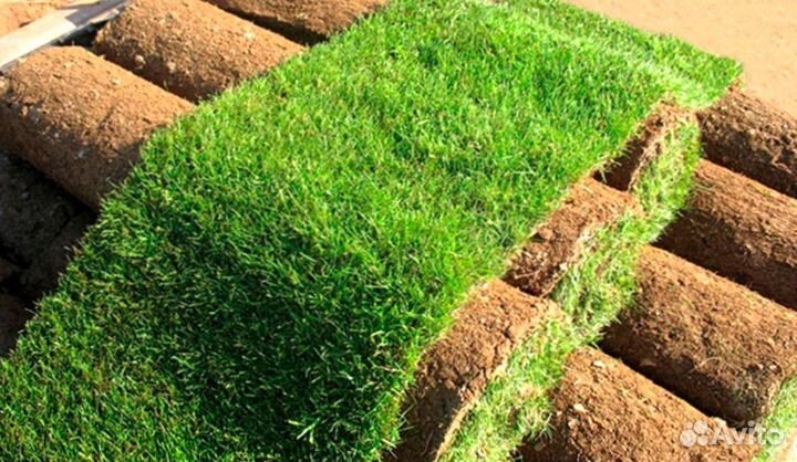 Укладка и продажа газона