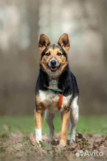 Собака в добрые руки