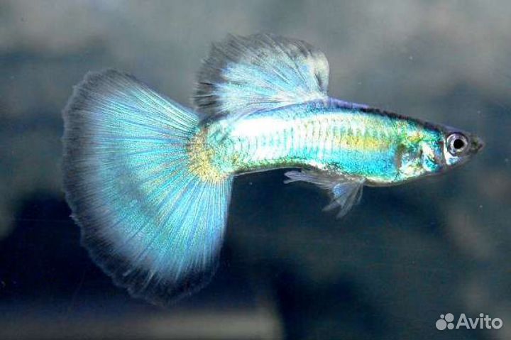 Гуппи Синий Неон (Poecilia reticulata neon blue)