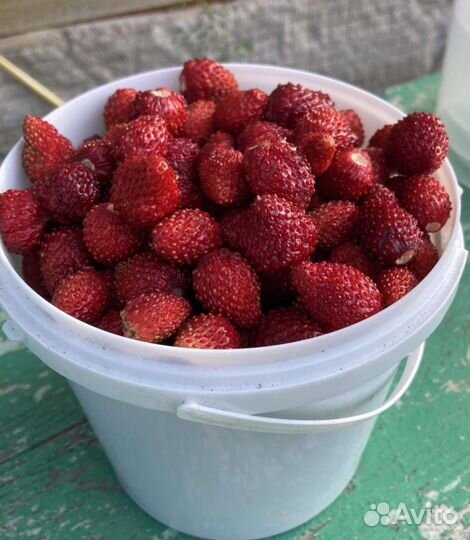 Земляника садовая