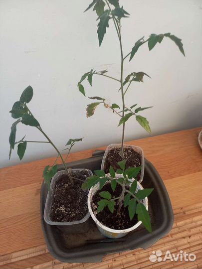 Рассада разная