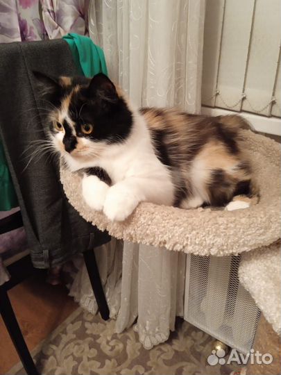 Киса ищет дом