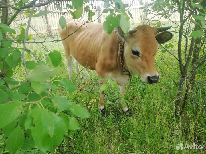 Телка Джерси