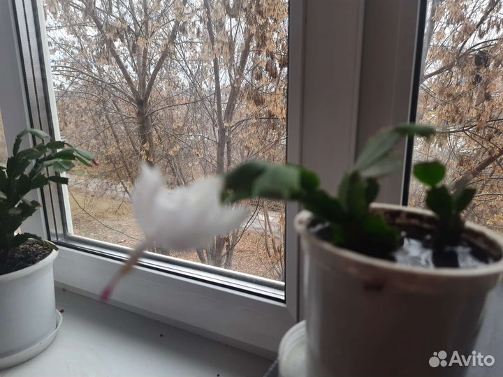 Декабрист белый