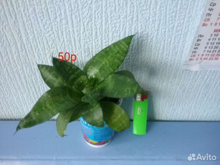 Сансевиерия