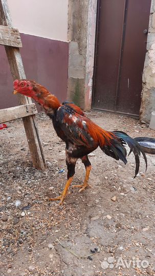 Бойцовая птица