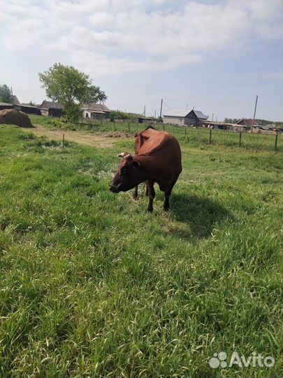 Корова на мясо