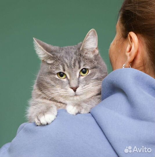 Кошки бесплатно