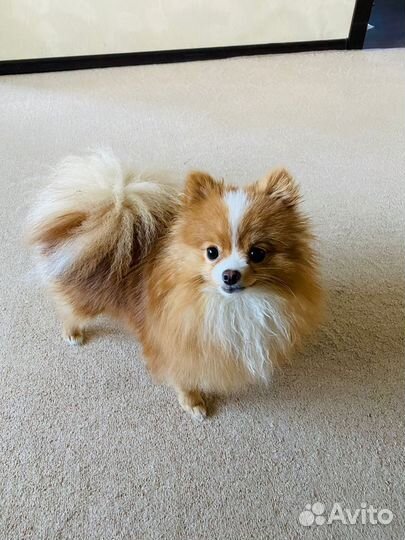 Мини шпиц