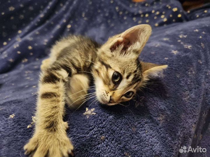 Кошка в дар бесплатно