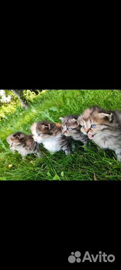 Шотландские котята