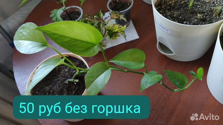 Продам цветы комнатные