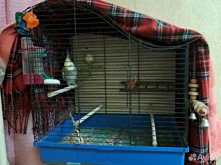 Попугай корелла с клеткой