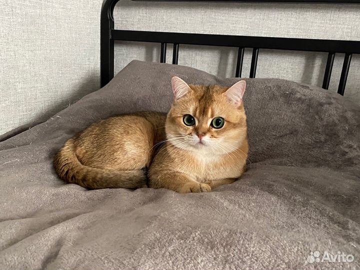 Кот вязка золотая шиншилла