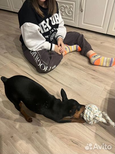 Цвергпинчер