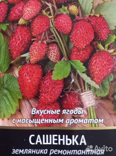 Рассада земляники/ клубники