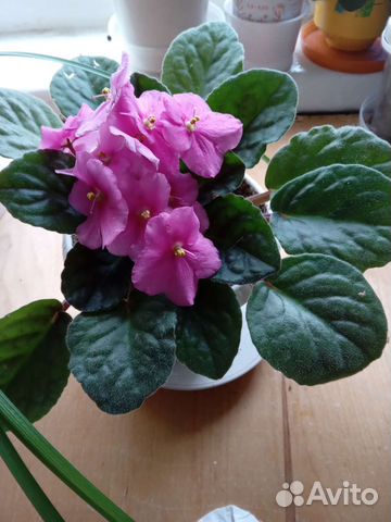 Фиалка и шлюмбергер бело-розовый (декабрист)