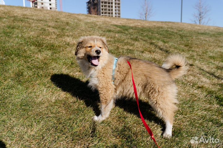 Щенок девочка в добрые руки