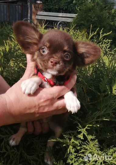 Шоколадные девочки