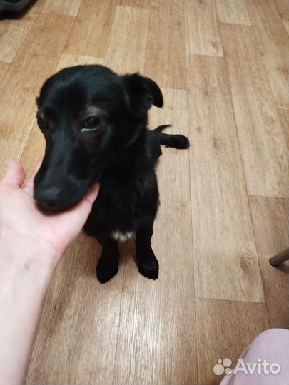 Найден щенок