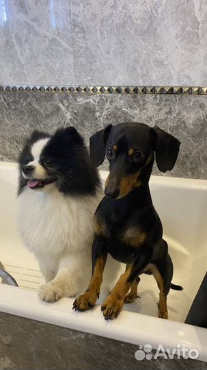 Догситтер/ Передержка собак