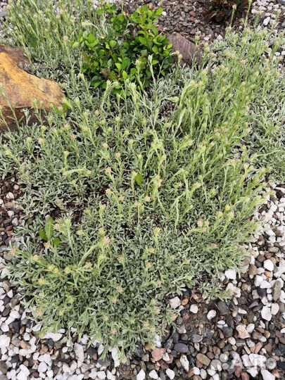 Почвопокровные растения