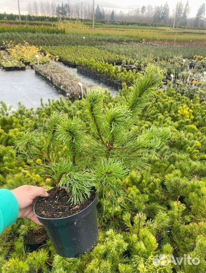 Горная сосна оптом С10 40-60 см