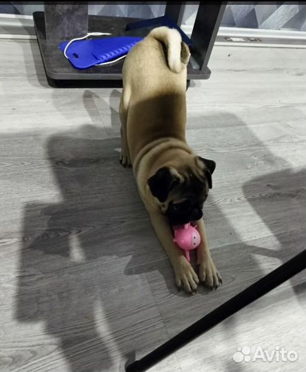 Щенки мопса мальчик