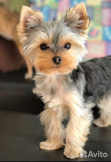 Йоркширский терьер девочка