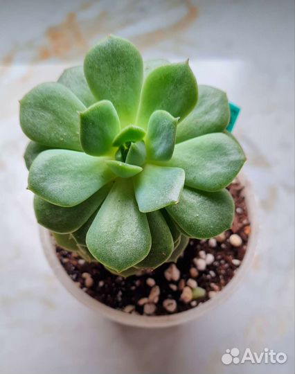 Взрослая крупная Эхеверия Лола