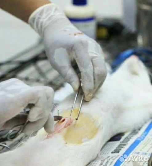 Кастрация, стерилизация, ветврач на дом, ветпомощь