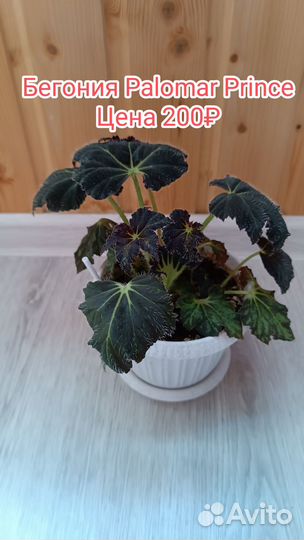 Комнатные цветы