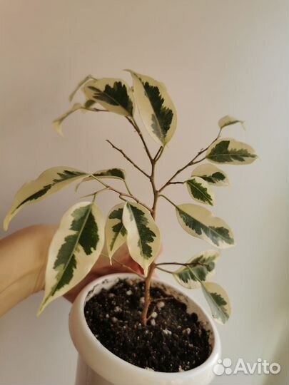 Фикус де Гантель