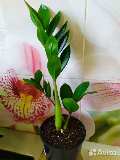 Замиокулькас, фикус Бенджамин