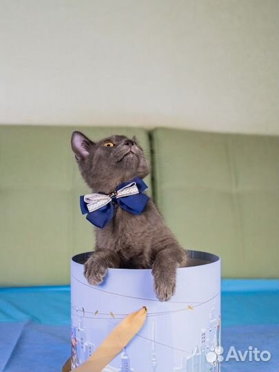Русская голубая,метис, мальчик