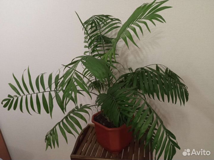 Взрослые большие цветы растения