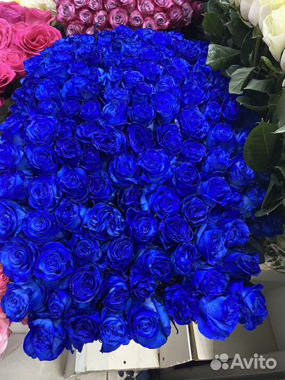 Эквадорские розы