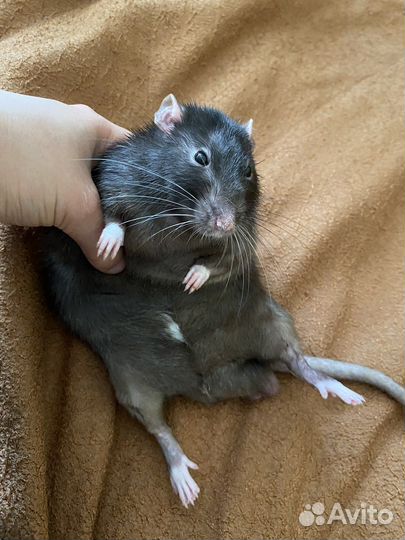 Вязка крысы