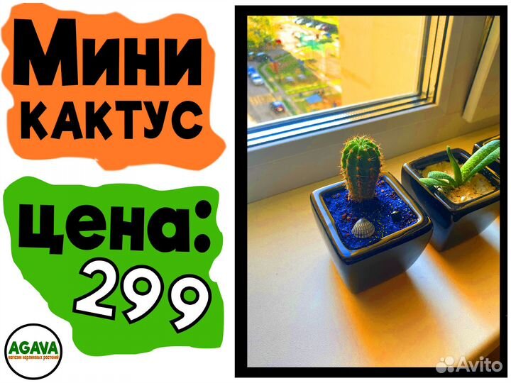 Суккуленты и кактусы в горшочках