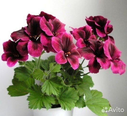 Пеларгония королевская, Клеродендр Угандийск и др