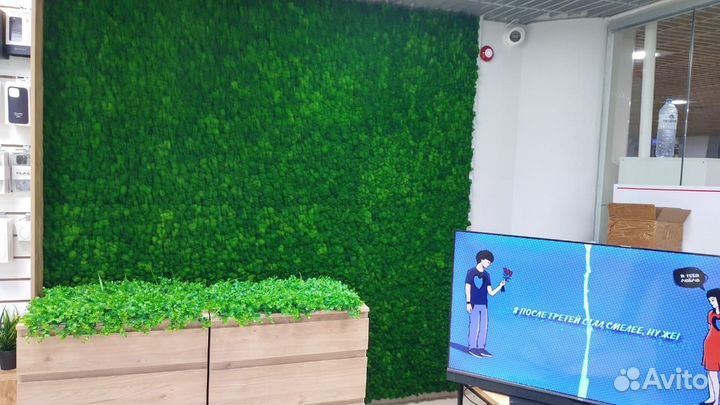 Мох стабилизированный оптом и в розницу