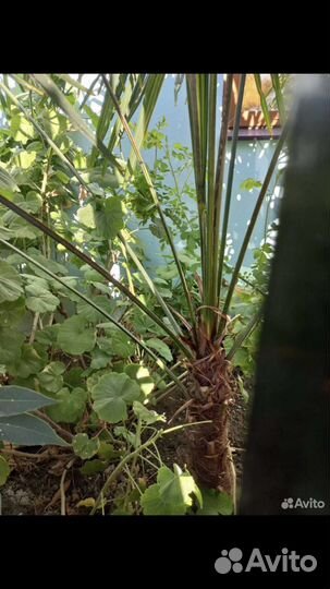 Пальма веерная