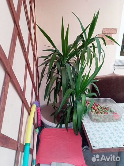 Пальма юкка